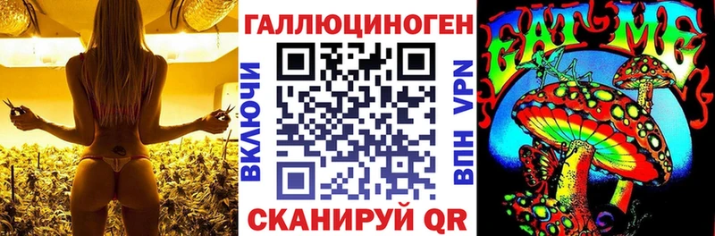 Псилоцибиновые грибы Psilocybe Асино